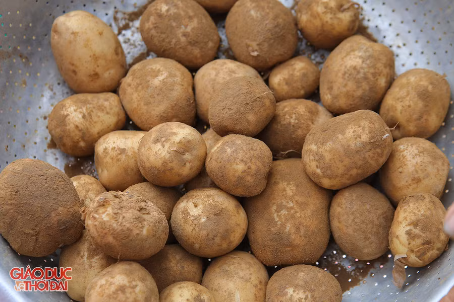 Nông dân Nghệ An phấn khởi vì khoai tây được mùa, được giá ảnh 9