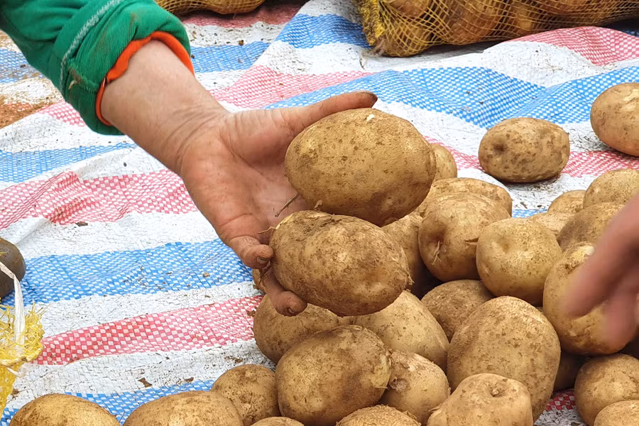 Người dân không cần lo lắng về giống và đầu ra của sản phẩm.