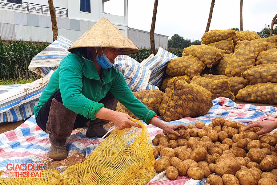 Mặc dù thời gian trồng ngắn nhưng khoai tây cho thu nhập ổn định hơn.