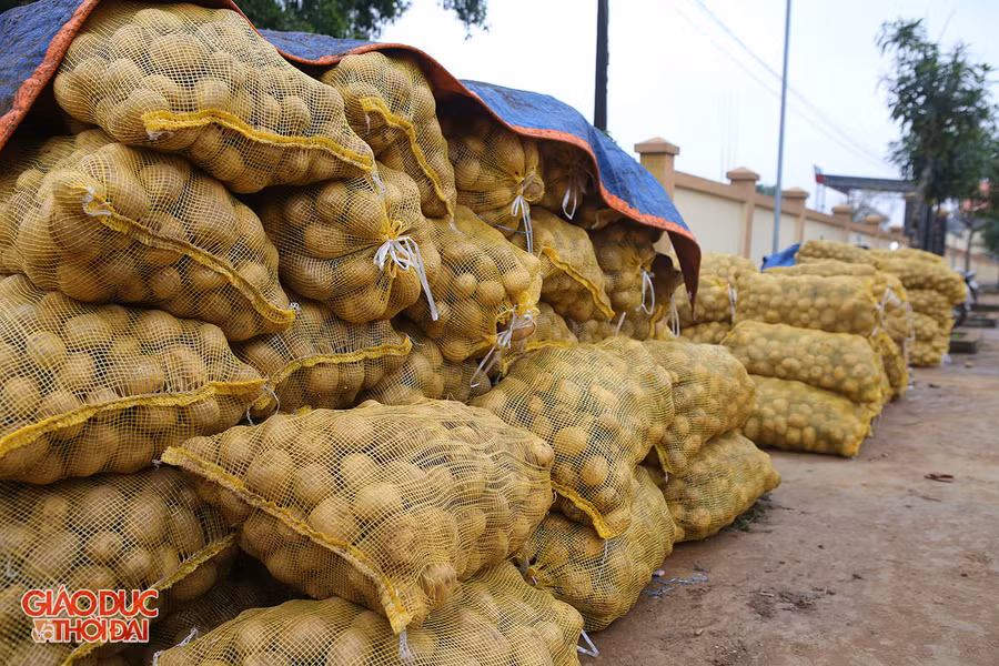 Mỗi sào khoai tây cho thu nhập 5-7 triệu đồng.