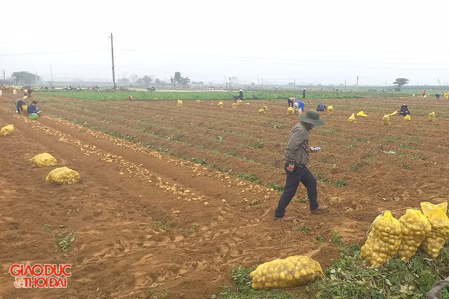 Khoai tây được trồng vào tháng 11 dương lịch hằng năm, sau 4 tháng cho thu hoạch.