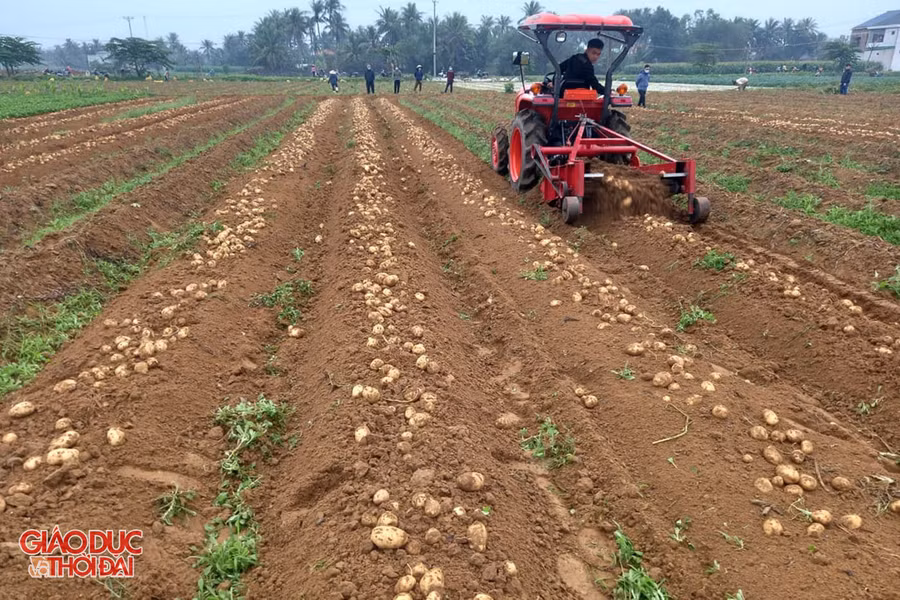 Máy thu hoạch khoai tây được đơn vị thu mua đầu tư cho người dân.