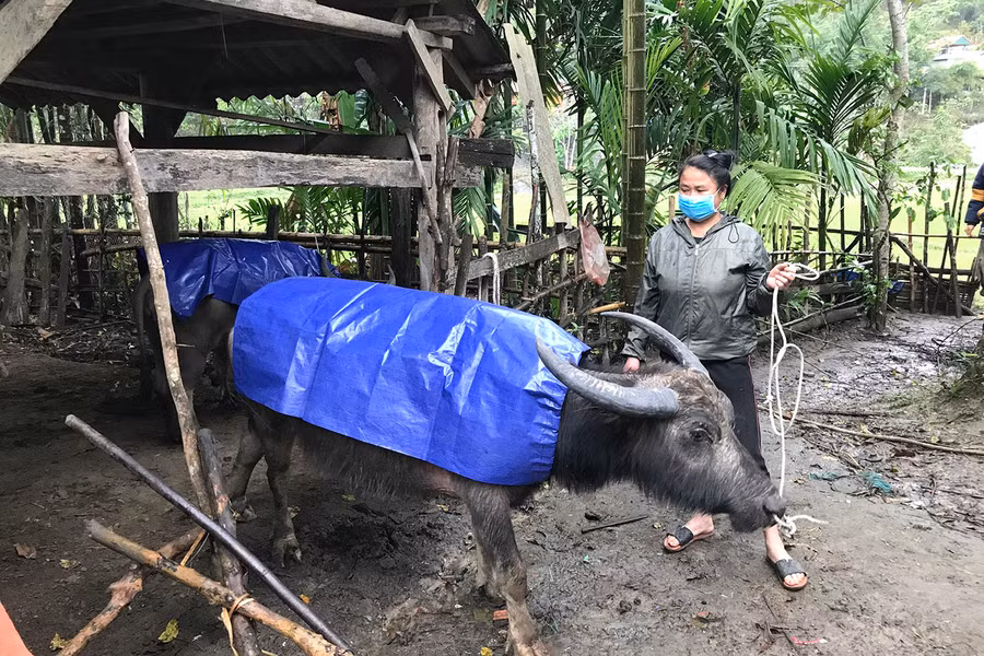 Người Nghệ An dân may bạt mặc cho trâu.