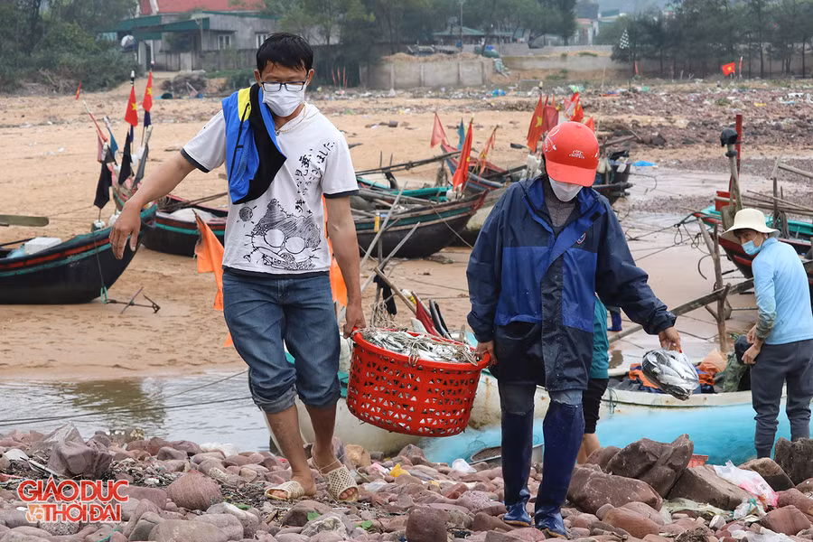Ngư dân Nghệ An trúng đậm "lộc biển" đầu năm ảnh 9