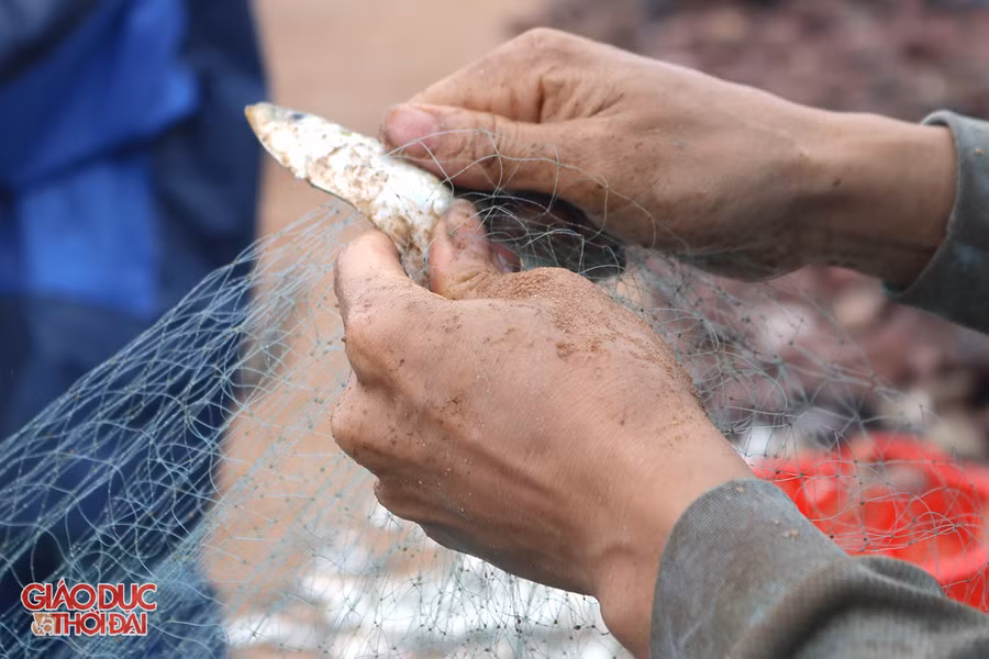 Ngư dân Nghệ An trúng đậm "lộc biển" đầu năm ảnh 5