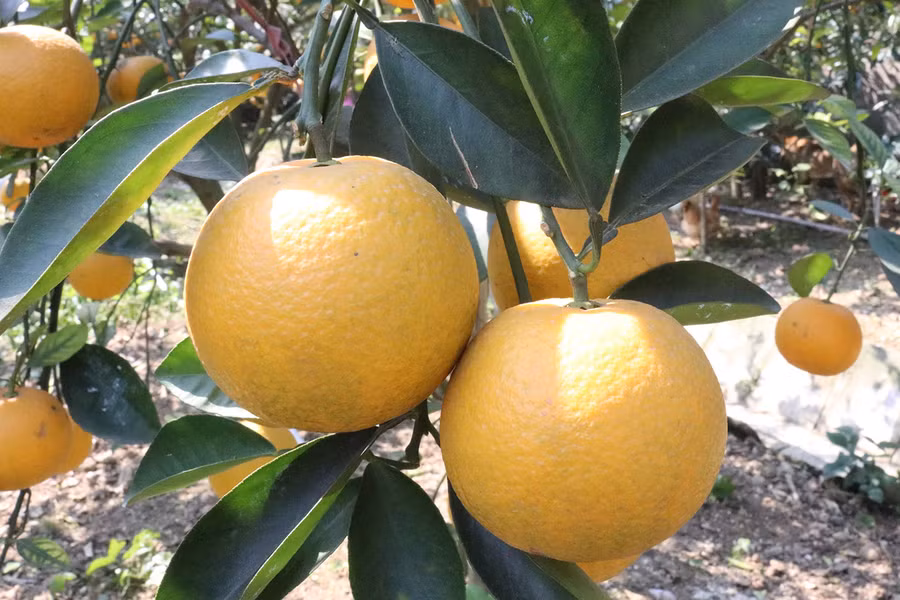 Cam Xã Đoài có vỏ ngoài mịn màng, căng mọng.