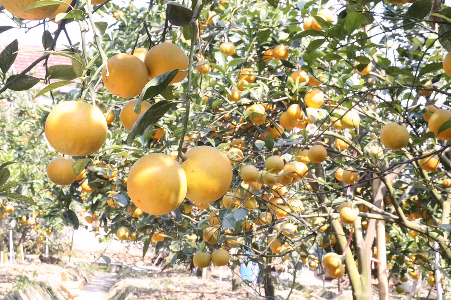 Năm nay thời tiết thuận lợi nên người dân được mùa cam