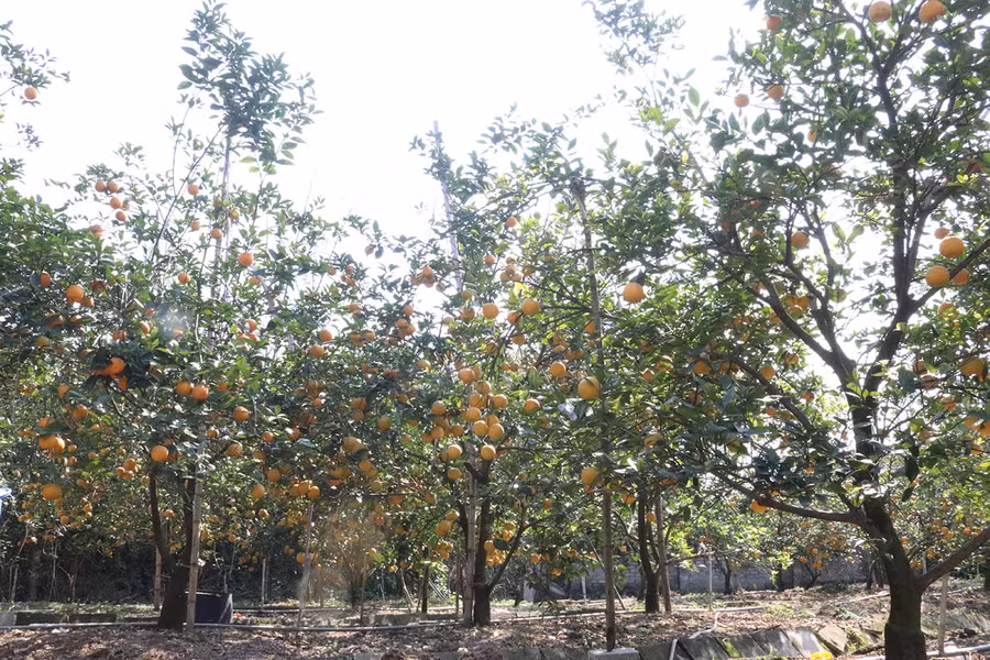 Vườn cam trĩu quả của gia đình ông Nguyễn Văn Thọ
