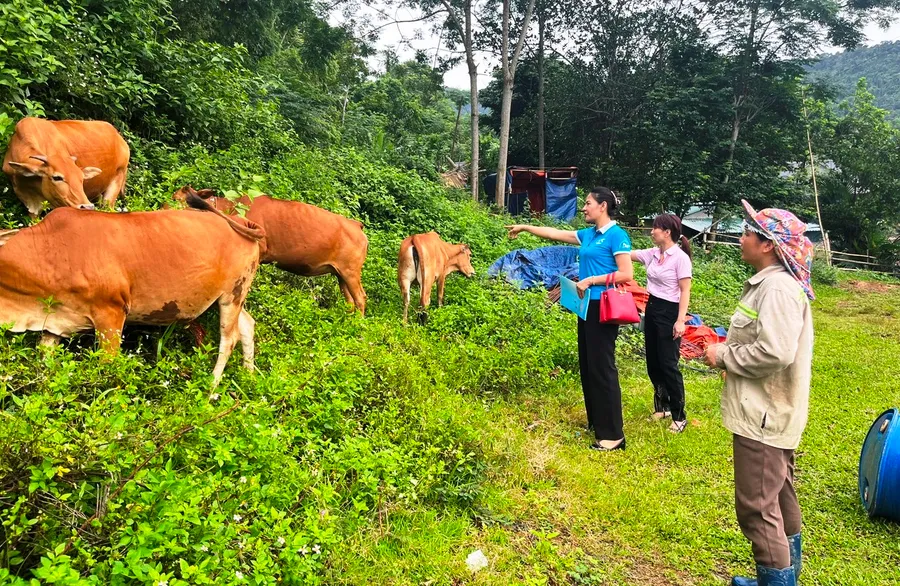 Đàn bò của gia đình bà Cao Thị Tân, xã Trung Xuân, huyện Quan Sơn. (Ảnh: NHCC)