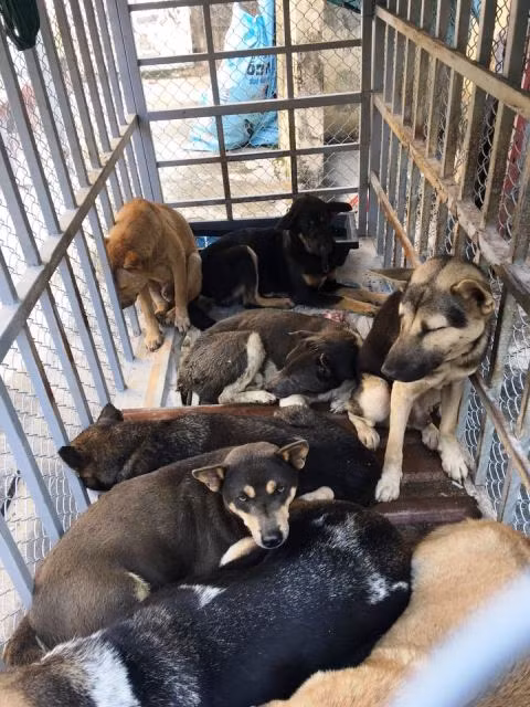 Số chó được nhốt trong nhà nghi phạm Trịnh Thị Tình