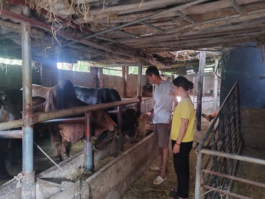 Gia đình ông Nguyễn Hồng Thái, tổ dân phố Bầu Mới, thị trấn Hợp Hòa (Tam Dương) được vay vốn để đầu tư chăn nuôi bò, cho hiệu quả kinh tế khá. Ảnh: Thiệu Vũ