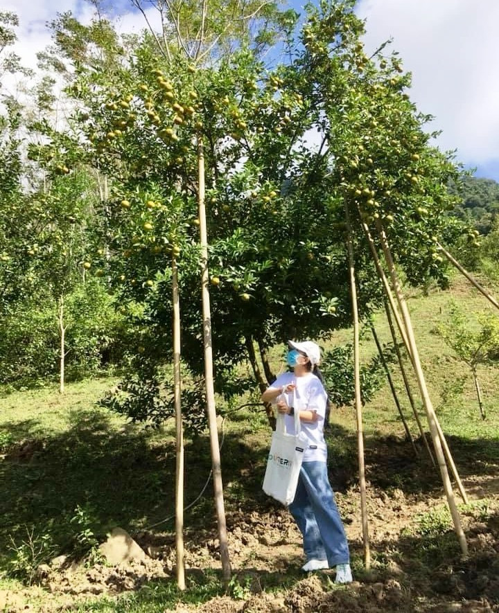 Vườn cam trĩu quả ở bản Con Dao, xã Quang Chiểu, huyện Mường Lát. (Ảnh: NDCC)