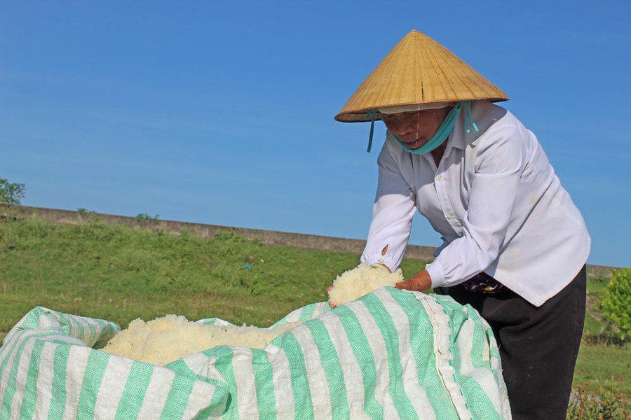 Muối sau khi thu gom sẽ được đóng bao ngay tại ruộng.