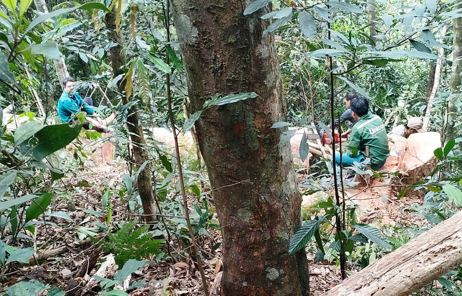 Nhóm người khai thác gỗ trái phép trong rừng phòng hộ, ở bản Cơm, xã Pù Nhi, huyện Mường Lát, tỉnh Thanh Hóa bị lực lượng Đồn Biên phòng Pù Nhi bắt quả tang. (Ảnh: Đồn Biên phòng Pù Nhi cung cấp)