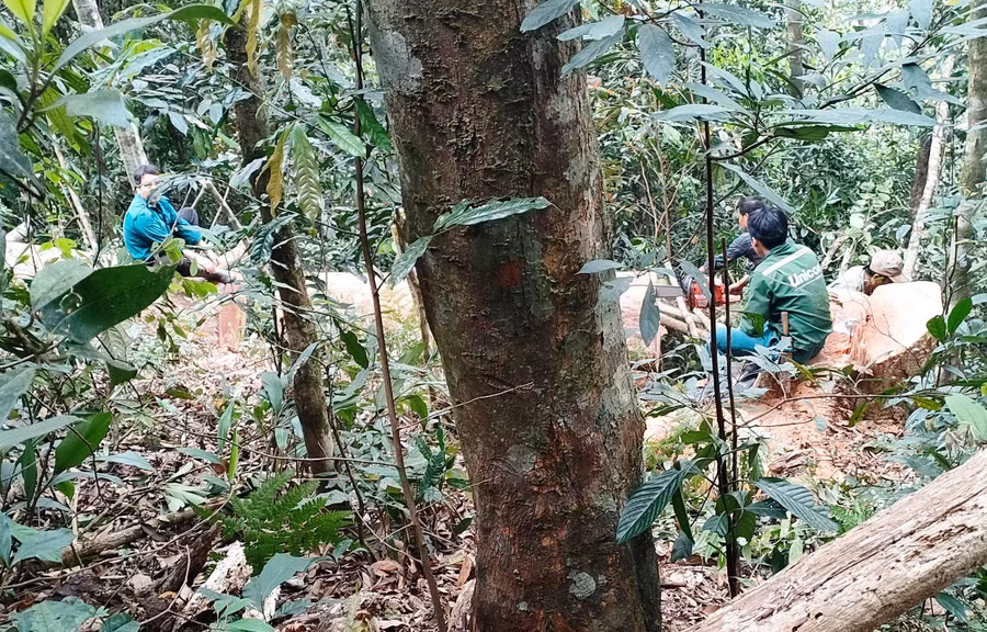 Nhóm người khai thác gỗ trái phép trong rừng phòng hộ, ở bản Cơm, xã Pù Nhi, huyện Mường Lát, tỉnh Thanh Hóa bị lực lượng Đồn Biên phòng Pù Nhi bắt quả tang. (Ảnh: Đồn Biên phòng Pù Nhi cung cấp)