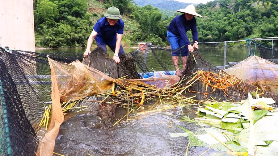 Bí thư Đảng ủy xã Trung Sơn Ngô Sĩ Tâm (trái) kiểm tra lồng cá của người dân. (Ảnh: HĐ)