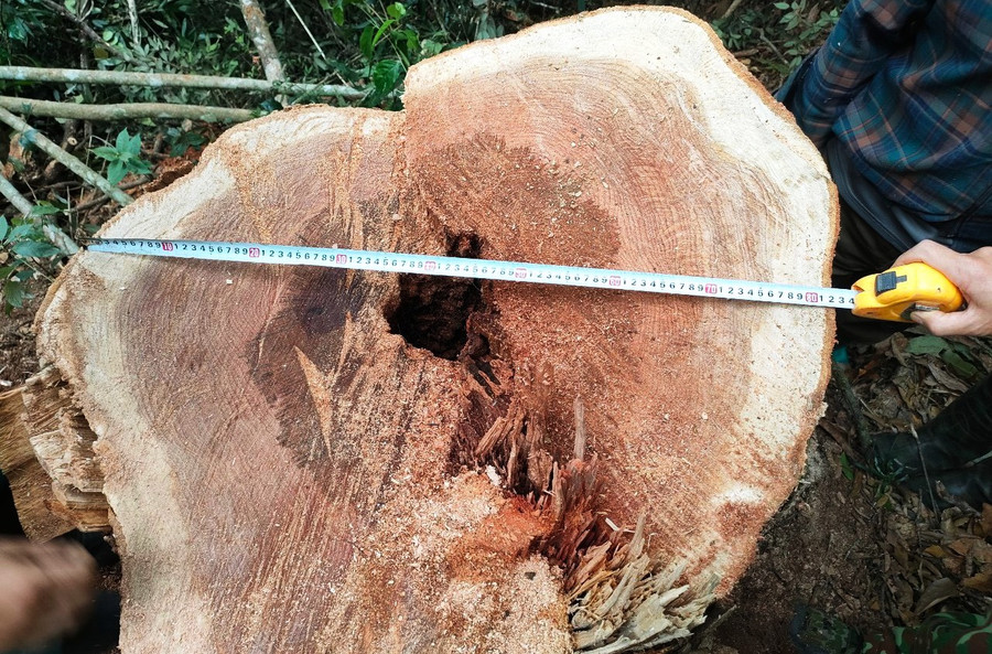 Gỗ rừng tự nhiên do nhóm 5 người chặt hạ ở khu vực rừng phòng hộ, thuộc địa bàn bản Cơm, xã Pù Nhi, huyện Mường Lát. (Ảnh: Đồn Biên phòng Pù Nhi cung cấp)