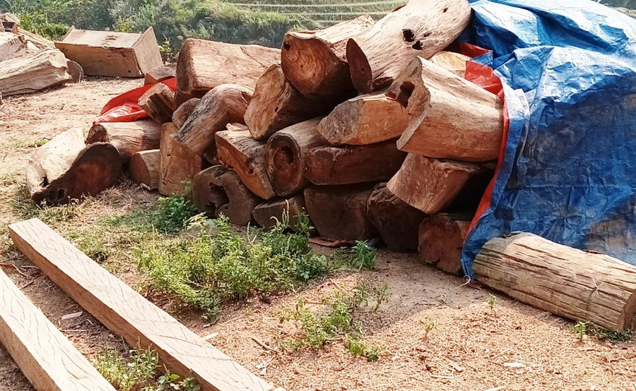 Ông Hoàng Lâm Tùng, Hạt trưởng Hạt Kiểm lâm Mường Lát, khẳng định: “Những gốc, gỗ đó do người dân đi lấy từ bên Lào về, chứ ở trong rừng của xã Pù Nhi không có loại gỗ đó". Ông Hoàng Lâm Tùng, Hạt trưởng Hạt Kiểm lâm Mường Lát, khẳng định: “Những gốc, gỗ đó do người dân đi lấy từ bên Lào về, chứ ở trong rừng của xã Pù Nhi không có loại gỗ đó".