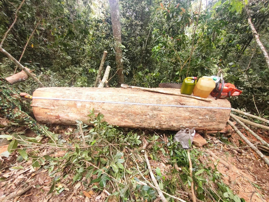 Thân cây gỗ rừng tự nhiên vừa bị nhóm 5 người chặt hạ. (Ảnh: Đồn Biên phòng Pù Nhi cung cấp)