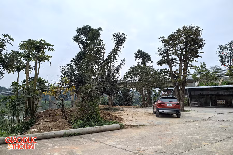 Khu đất nằm ngoài đê có diện tích hàng trăm mét vông, một phần được láng nền bê tông.