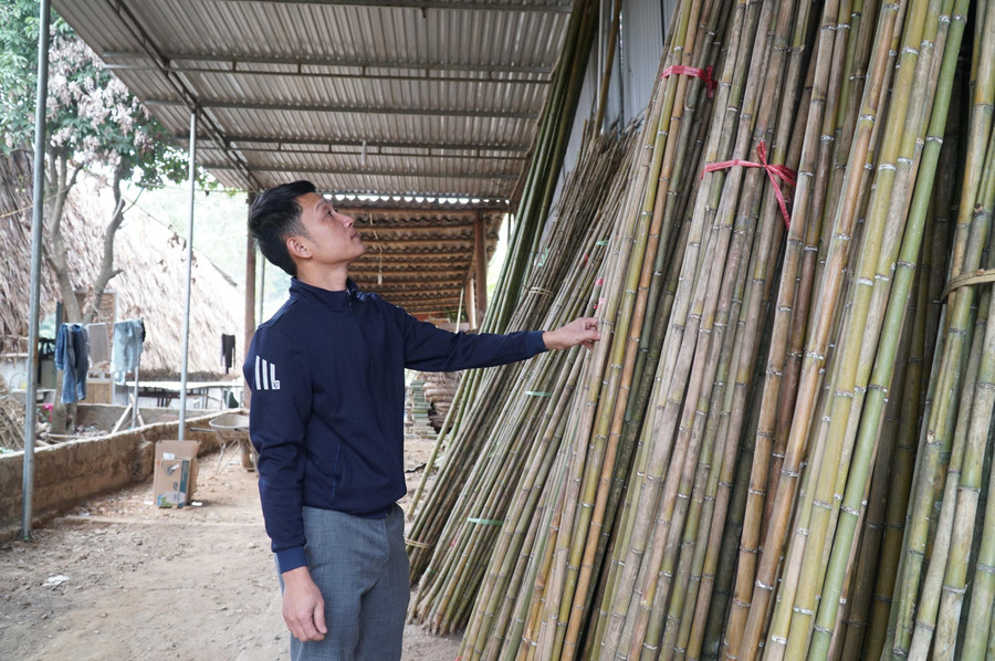 Thân cây trúc, tre sặt đủ độ già sẽ được thu hoạch, sơ chế và xuất khẩu ra nước ngoài để làm giàn leo phục vụ sản xuất nông nghiệp.