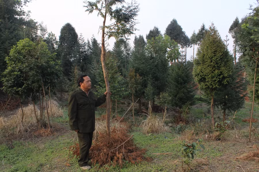Xuất ngũ trở về, ông Vừ Vả Chống tìm cây giống, trồng lại rừng pơ mu trên 10ha đất rừng.