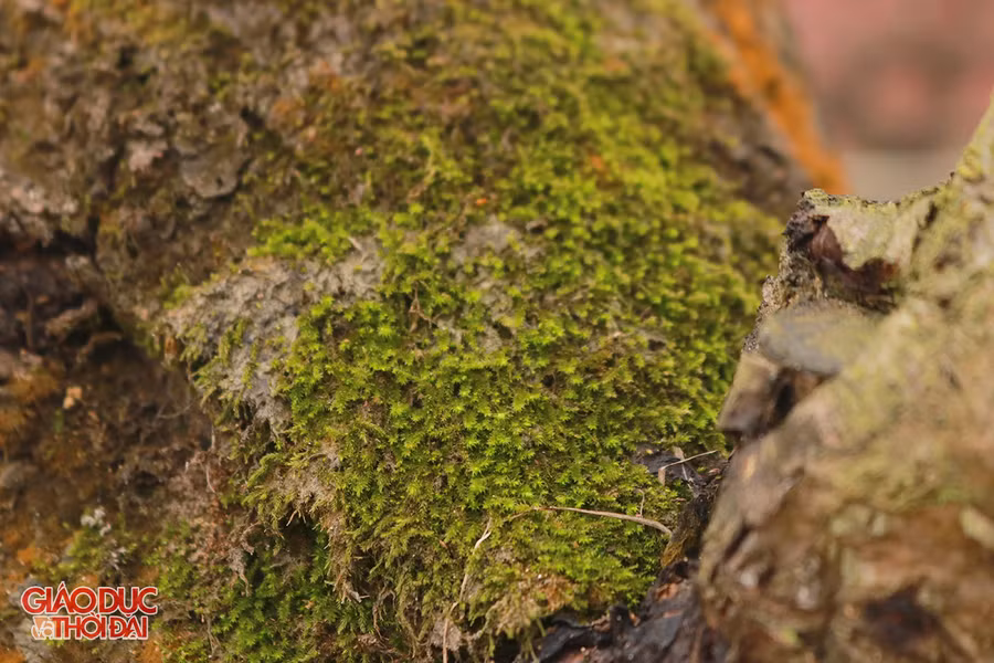 Rêu mốc bám trên thân cây