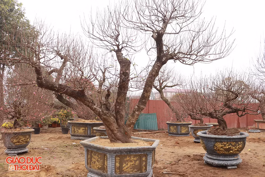 Vườn đào thế có nhiều cây với mức giá bán từ 10-60 triệu đồng.