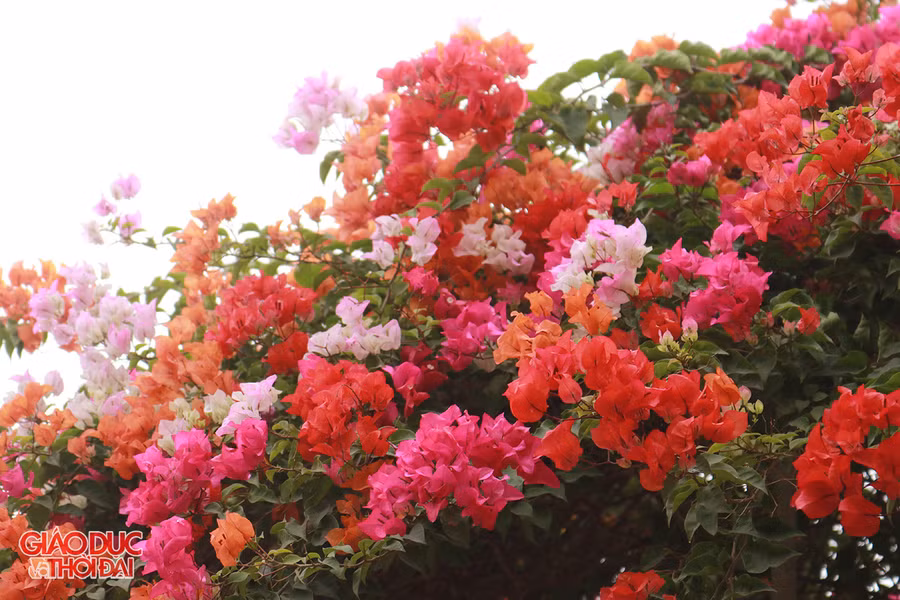 Cây hoa giấy được ghép nhiều màu sắc khác nhau.