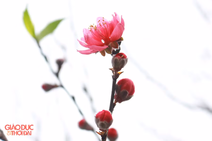 Các cây đào cổ thụ đều có rất nhiều búp và hoa chuẩn bị nở.