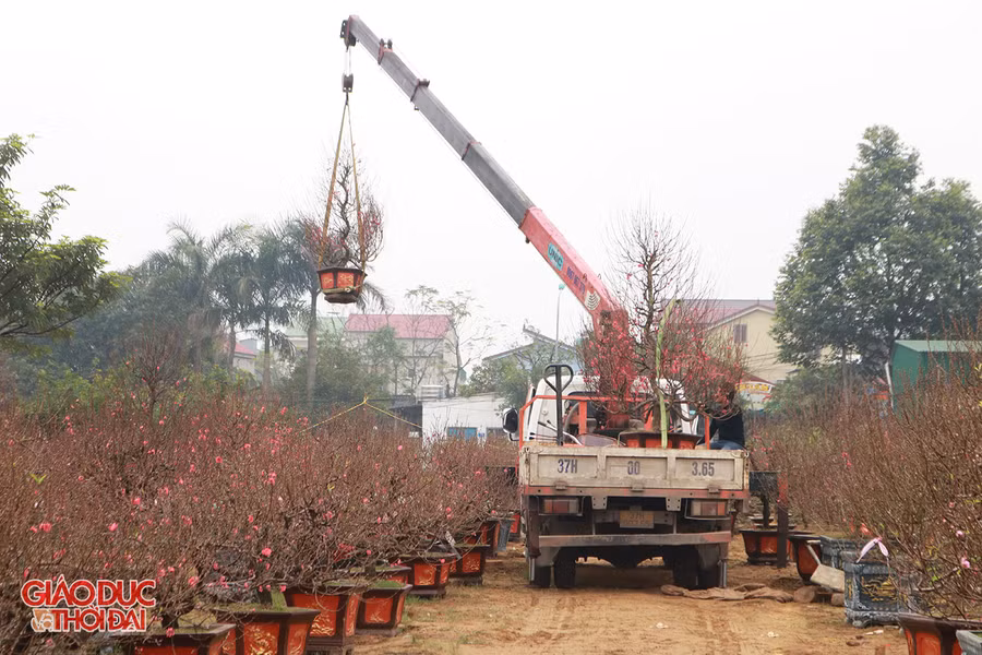 Càng gần Tết nhiều giống đào khác nhau lại được các nhà vườn nhập về bán.