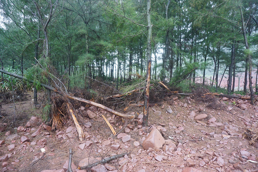 Nhiều cây phi lao trong rừng phòng hộ bị chặt phá