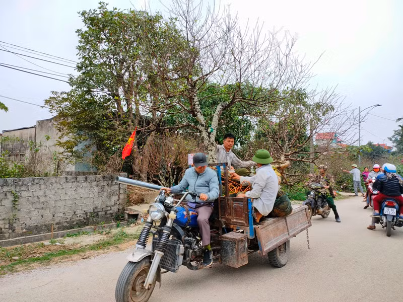 Người nông dân ở xã Xuân Du đưa đào phai đi bán.