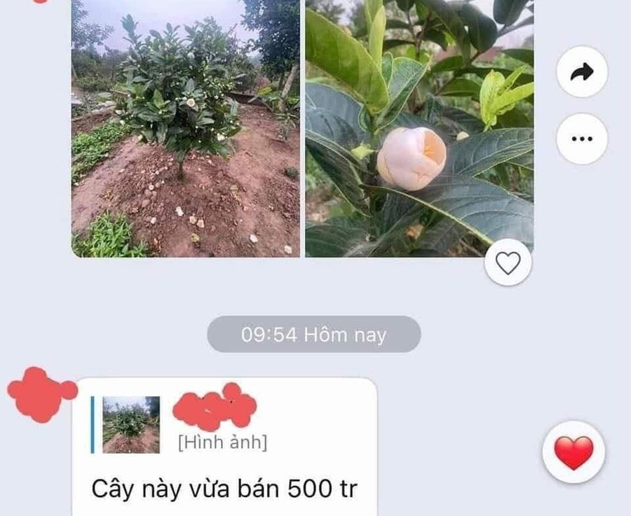 Tin nhắn trao đổi về giá hải đường trắng được chia sẻ trên mạng xã hội