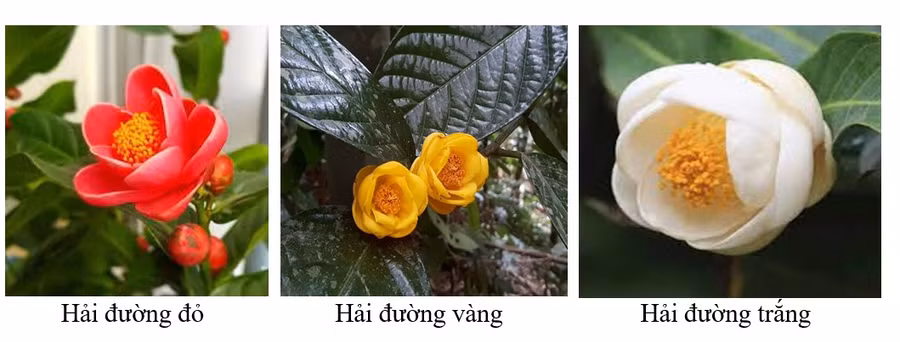 3 loại hoa hải đường thông dụng.