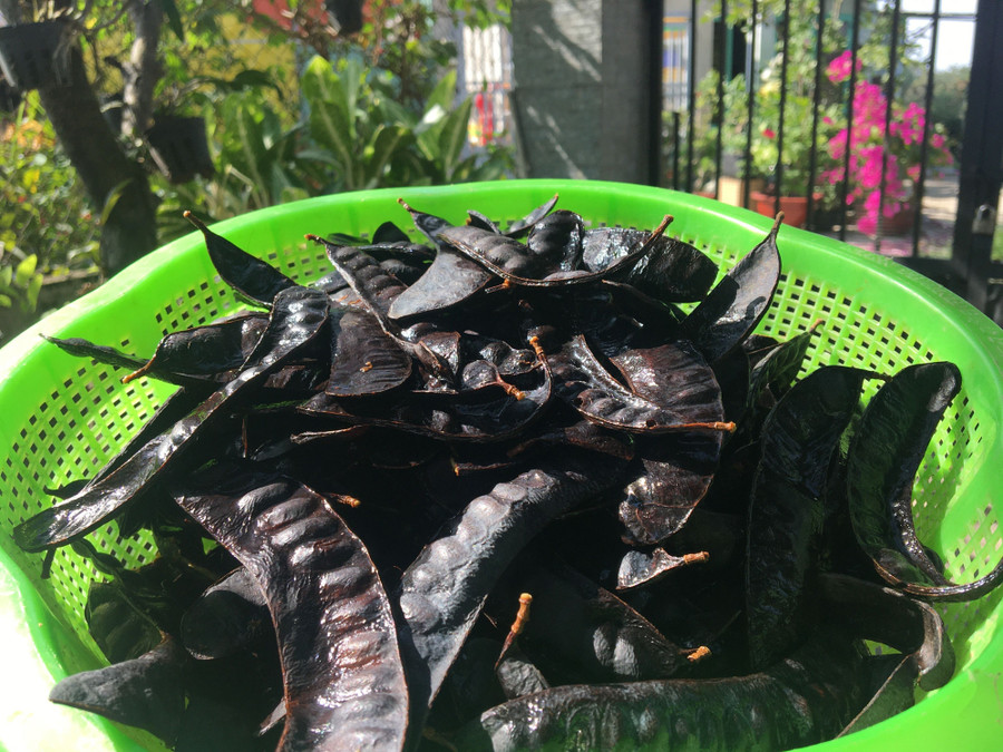 Phơi bồ kết gội đầu những ngày Tết. Ảnh: Nguyễn Hoàng. Phơi bồ kết gội đầu những ngày Tết. Ảnh: Nguyễn Hoàng.