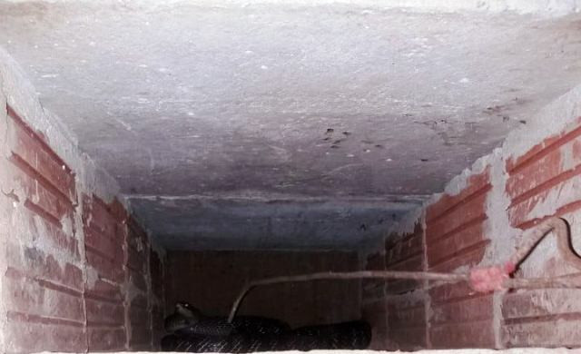 Rắn sinh sản được gia đình ông Nguyễn Đình Khôi nuôi trong chuồng. Ảnh: Công an xã Nga Liên cung cấp.