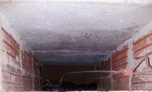 Rắn sinh sản được gia đình ông Nguyễn Đình Khôi nuôi trong chuồng. Ảnh: Công an xã Nga Liên cung cấp.