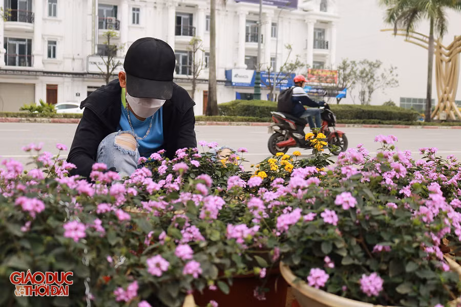 Để đảm bảo các loại hoa nhập về được đẹp và tươi lâu, các nhà vườn phải chăm sóc hằng ngày.