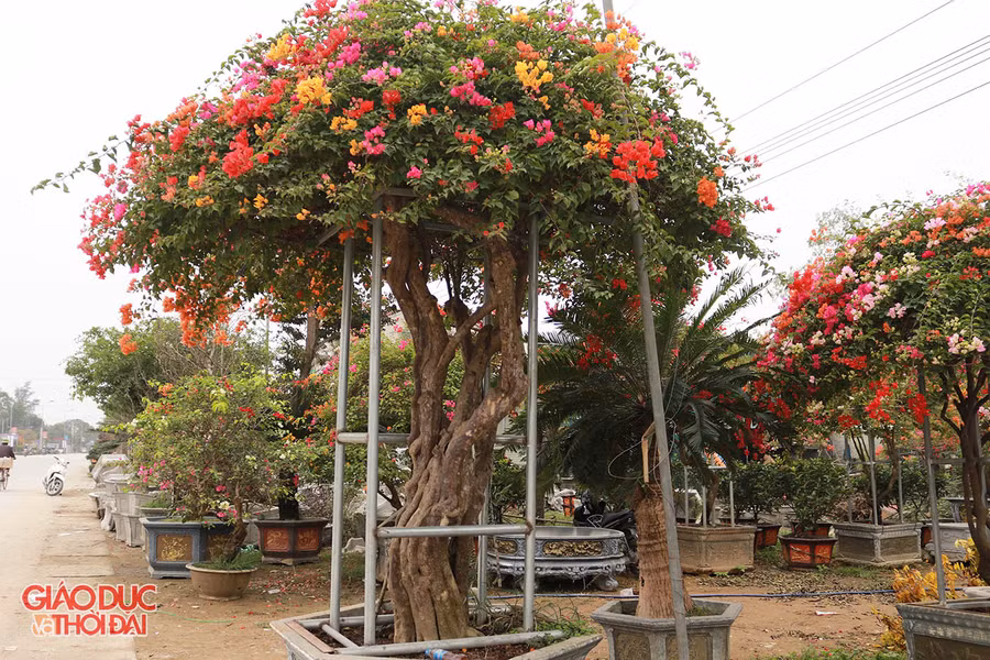 Hoa giấy "khủng" được hét giá trăm triệu tại làng hoa Kim Chi.