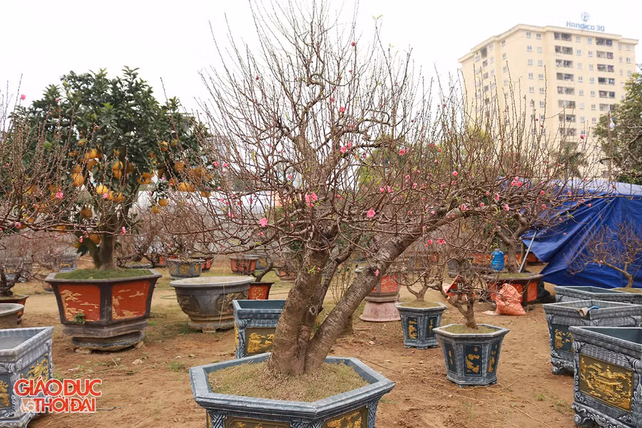 Đào thế Nhật Tân được nhập về số lượng lớn, giá dao động từ vài triệu đến hàng chục triệu.