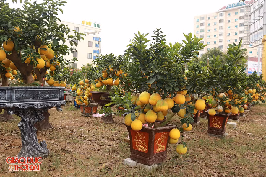 Hơn 100 gốc bưởi được gia đình chị Thống bày bán trên đại lộ Lê Nin.