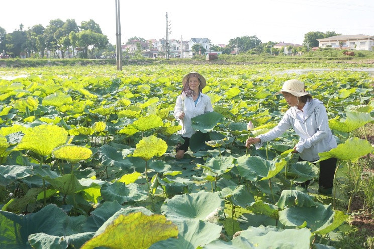 Trồng sen quy mô tại thôn Đông, xã Phú Đa (Vĩnh Tường) góp phần tạo cảnh quan môi trường sáng, xanh, sạch, đẹp. Ảnh: Thế Hùng Trồng sen quy mô tại thôn Đông, xã Phú Đa (Vĩnh Tường) góp phần tạo cảnh quan môi trường sáng, xanh, sạch, đẹp. Ảnh: Thế Hùng