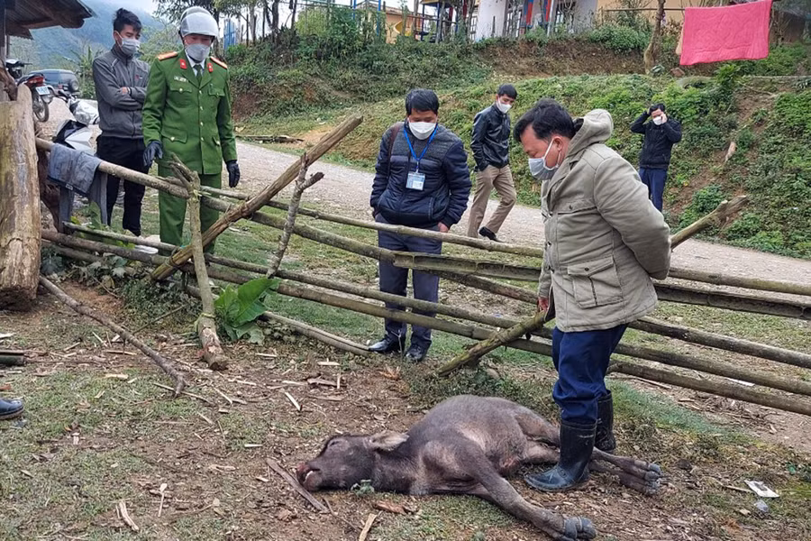 Đoàn làm việc của UBND huyện Kỳ Sơn xuống thôn bản kiểm tra trâu, bò bị chết rét.