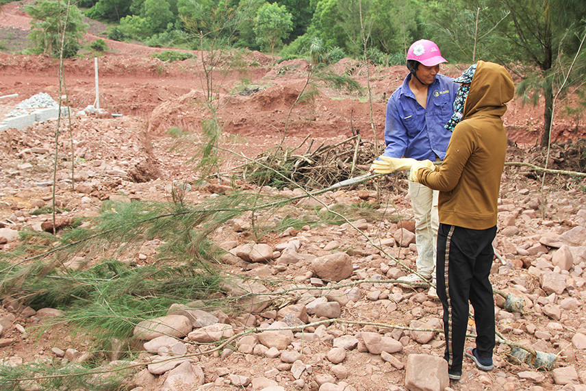 Trồng lại 40 gốc phi lao bị chặt phá để làm dự án nuôi tôm