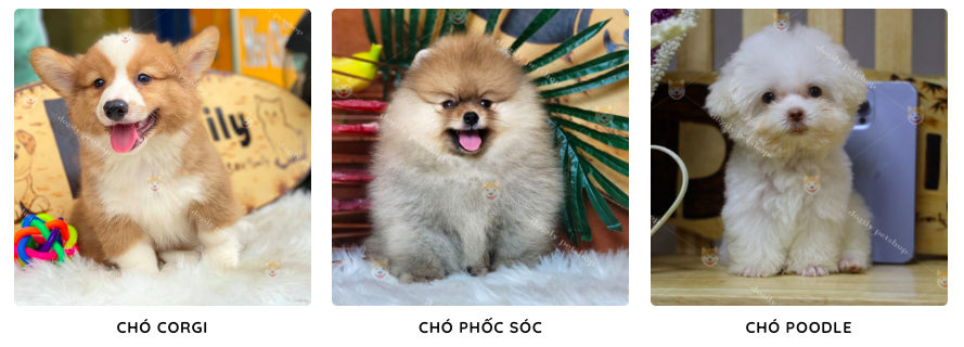 Nơi đây có đa dạng các giống chó mèo cảnh.