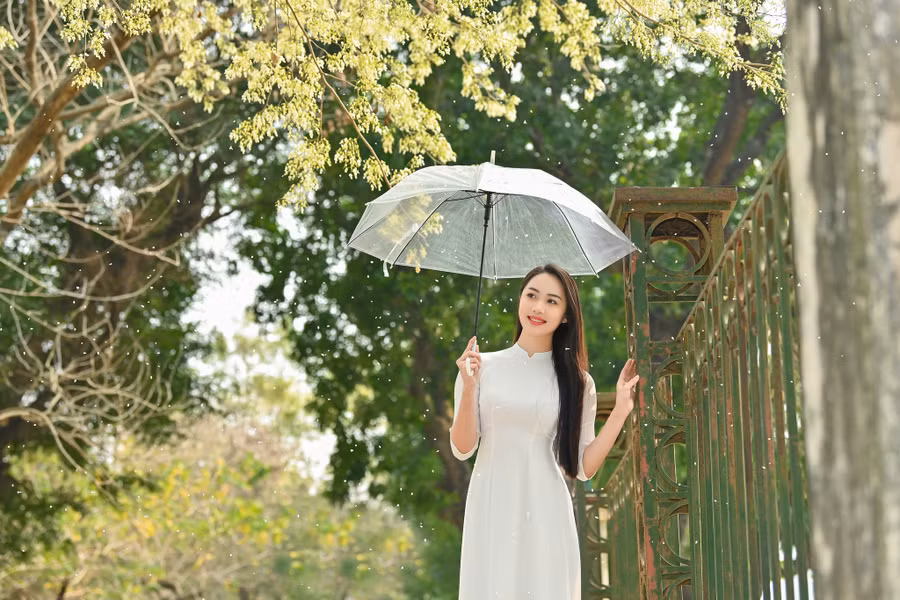 Mùa hoa sưa này có rất nhiều cô gái muốn lưu lại những bức ảnh làm kỉ niệm. Mùa hoa sưa này có rất nhiều cô gái muốn lưu lại những bức ảnh làm kỉ niệm.