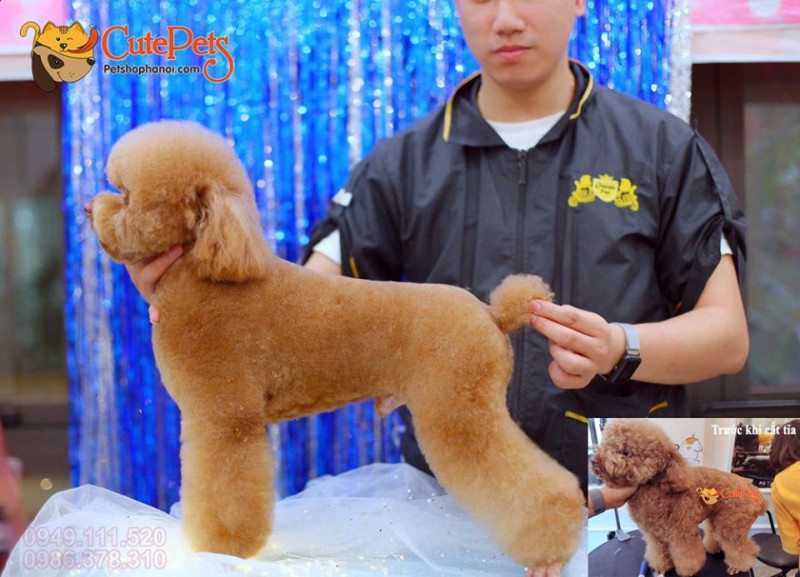 Một em cún cưng sau khi được làm dịch vụ tắm, cắt, tỉa lông tại Cutepets.