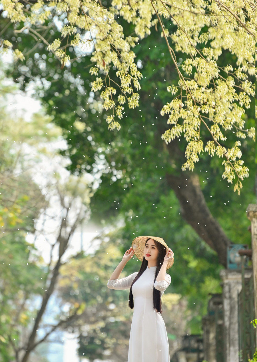 Vũ Như Quỳnh bên hoa sưa đầy thơ mộng.