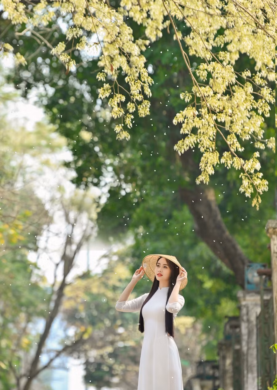 Vũ Như Quỳnh bên hoa sưa đầy thơ mộng. Vũ Như Quỳnh bên hoa sưa đầy thơ mộng.